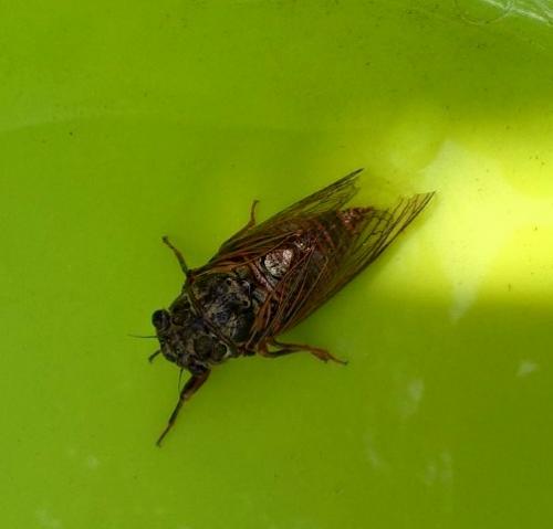 Tibicina haematodes